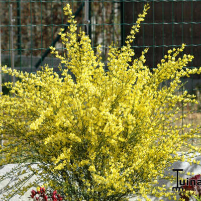 Cytisus scoparius 'Golden Sunlight' - Cytisus scoparius 'Golden Sunlight'