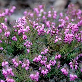 Erica carnea