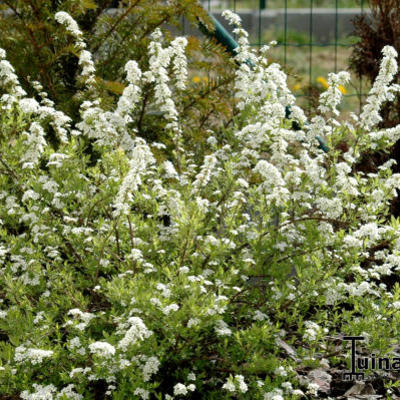 Spiraea cinerea 'Grefsheim' - Spiraea x cinerea 'Grefsheim'