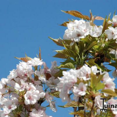 Prunus serrulata 'Amanogawa'