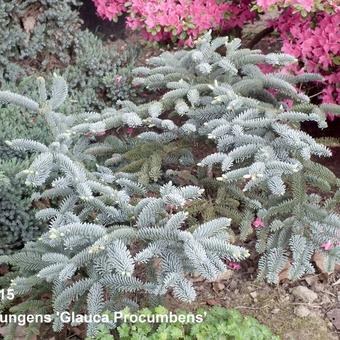 Picea pungens 'Glauca Procumbens'