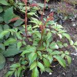 Astilbe x arendsii  'ASTARY Pink' - Astilbe x arendsii 'ASTARY Pink'