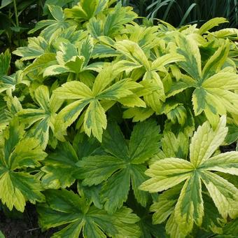 Astrantia major 'Sunningdale Variegated'