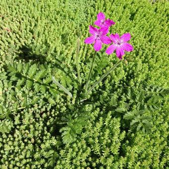 Erodium manescavii