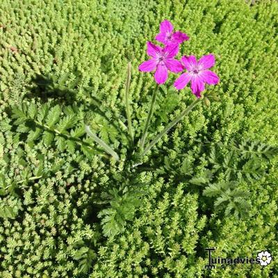 Erodium manescavi - Erodium manescavii