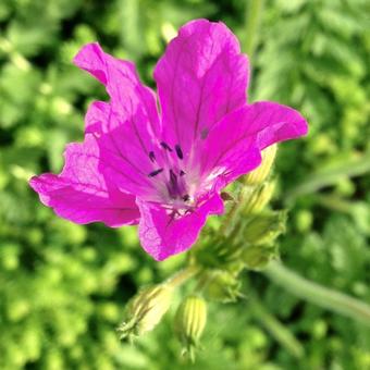 Erodium manescavii