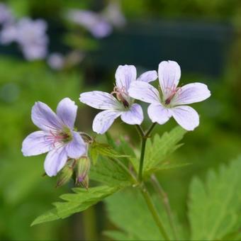 Geranium ‘Prelude’