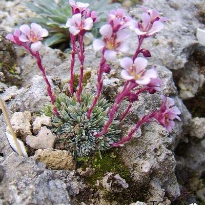 Saxifraga x kellereri 'Kewensis' - 