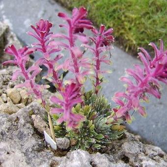 Saxifraga x biasolettoi 'Phoenix'