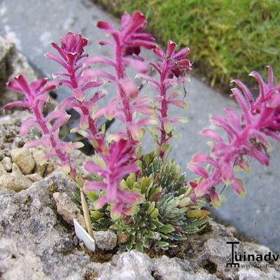 Saxifraga x biasolettoi 'Phoenix' - 