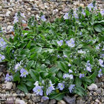 Veronica gentianoides 'Minor' - 