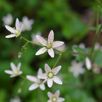 Saxifraga rotundifolia