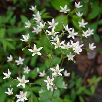 Saxifraga rotundifolia