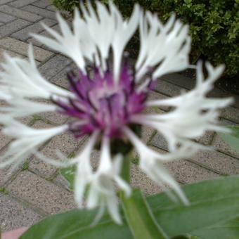 Centaurea montana 'Amethyst in Snow'