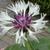 Centaurea montana 'Amethyst in Snow'