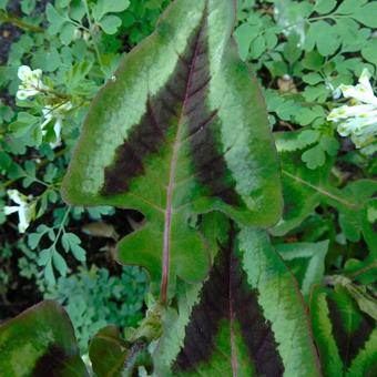 Persicaria microcephala 'Red Dragon'