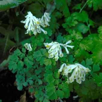 Corydalis ochroleuca