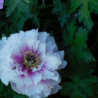 Paeonia suffruticosa 'Zhao Fen'