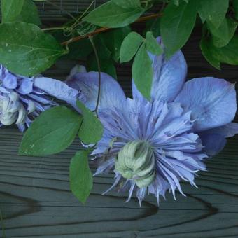 Clematis 'Blue Light'