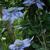 Clematis 'Blue Light'