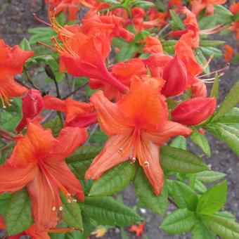 Rhododendron 'Hotspur Red'