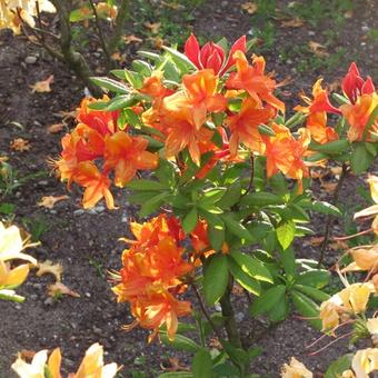 Rhododendron ’Golden Eagle’