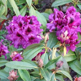 Rhododendron 'Purple Splendour'