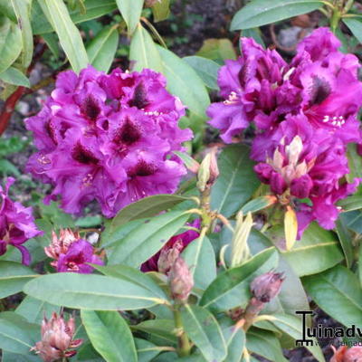 Rhododendron 'Purple Splendour' - 