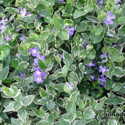 Vinca major 'Variegata'