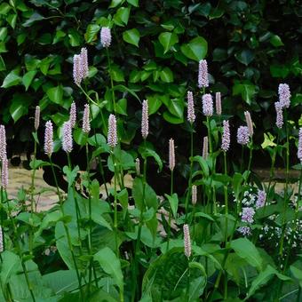 Persicaria bistorta