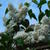 Syringa vulgaris 'Mme Lemoine'