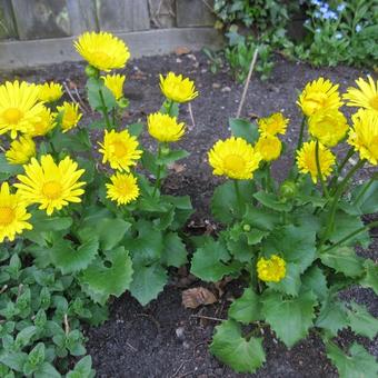 Doronicum orientale 'Little Leo'