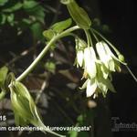 Disporum cantoniense 'Aureovariegata' - 