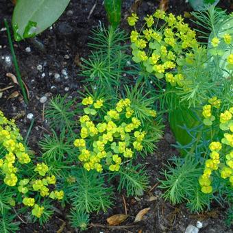 Euphorbia cyparissias   'Clarice Howard'