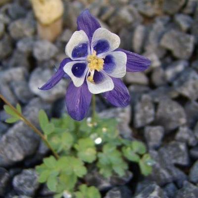 Aquilegia scopulorum subsp. perplexans - 