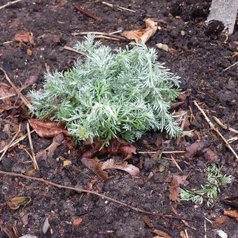 Artemisia schmidtiana 'Nana'