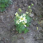 Anemone multifida 'ANNABELLA  Deep White' - Anemone multifida 'ANNABELLA Deep White'