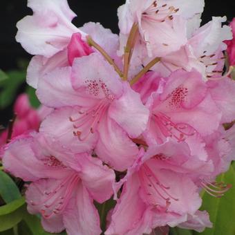 Rhododendron 'Albert Schweitzer'