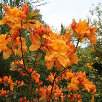 Rhododendron 'Klondyke'