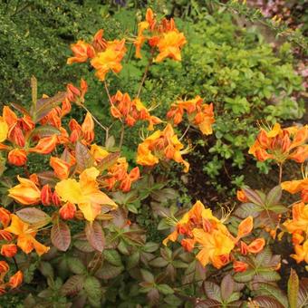 Rhododendron 'Klondyke'