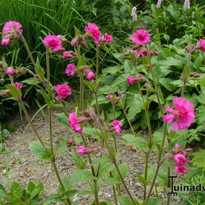 Silene dioica 'Firefly' - 