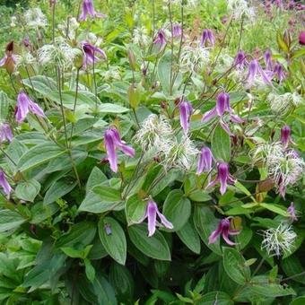 Clematis integrifolia 'Hanajima'