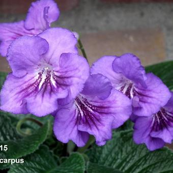 Streptocarpus