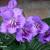 Streptocarpus