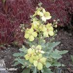 Verbascum 'Letitia' - 