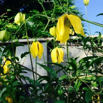 Clematis tangutica 'Lambton Park'