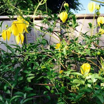 Clematis tangutica 'Lambton Park'