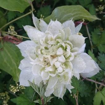 Clematis 'Duchess of Edinburgh'