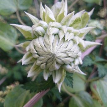 Clematis 'Duchess of Edinburgh'