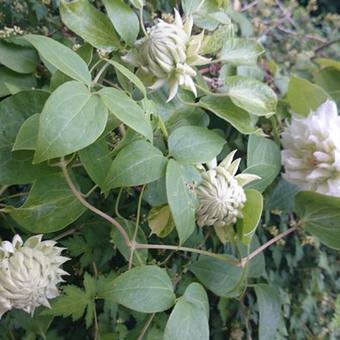 Clematis 'Duchess of Edinburgh'